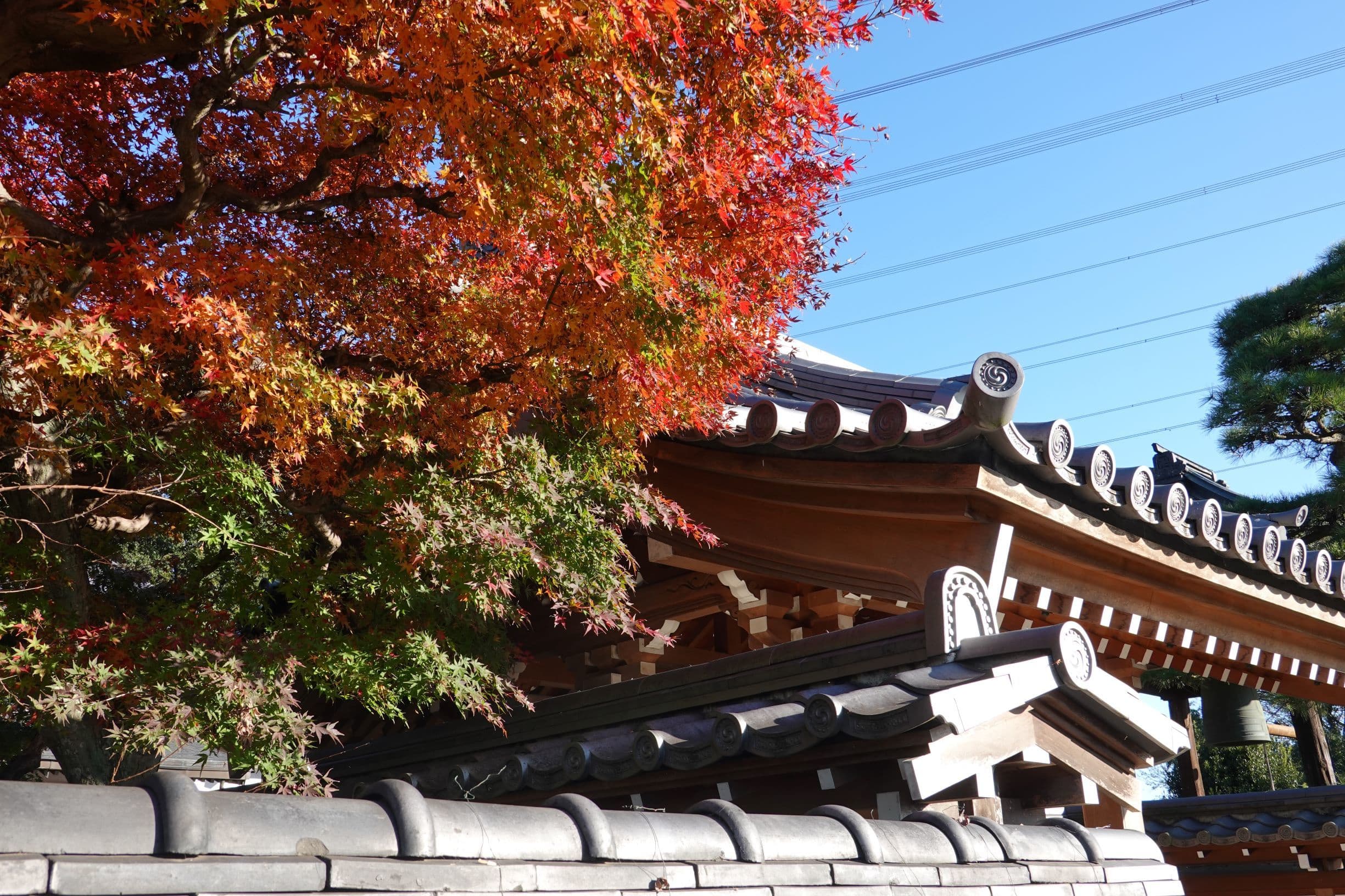 dsc01240_4mp.jpg