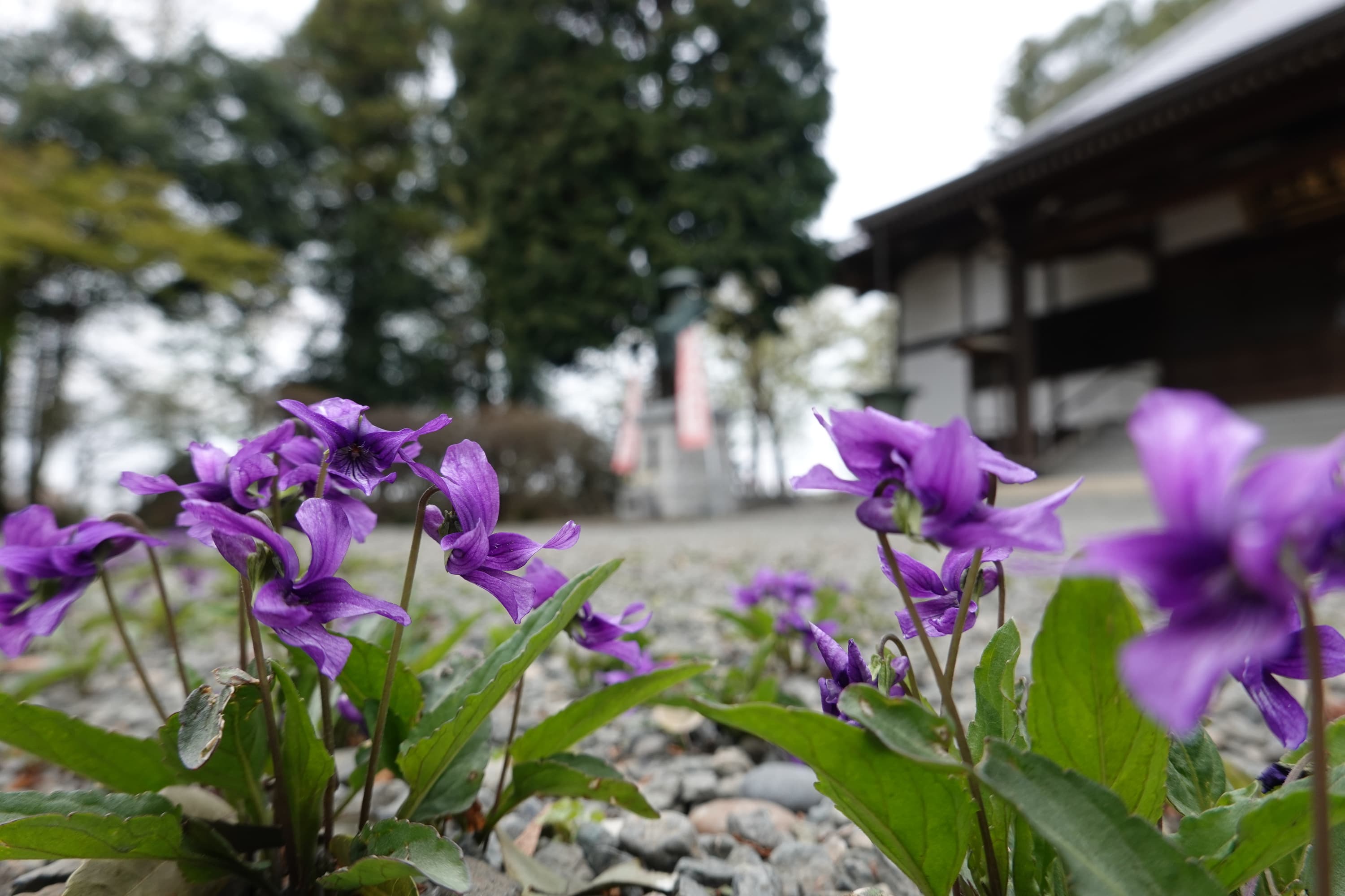 dsc00853.jpg